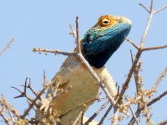 Agama aculeata aculeata