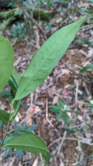 Primulaceae