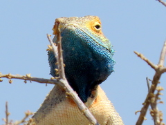 Agama aculeata aculeata