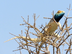 Agama aculeata aculeata
