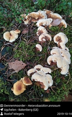 Heterobasidion annosum