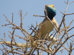 Agama aculeata aculeata