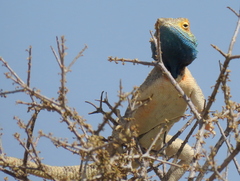 Agama aculeata aculeata