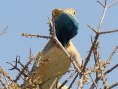 Agama aculeata aculeata