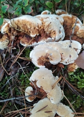 Heterobasidion annosum