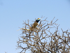 Agama aculeata aculeata
