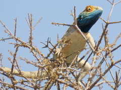 Agama aculeata aculeata