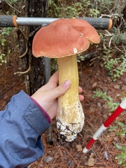 Boletus auripes