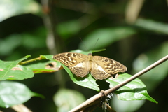 Adoliadini
