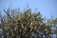 Selenicereus monacanthus