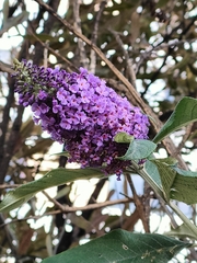 Buddleja davidii