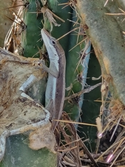Anolis pulchellus