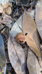 Quercus ithaburensis macrolepis