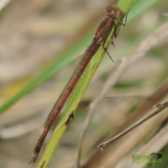 Oxyagrion rubidum