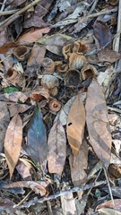 Quercus ithaburensis macrolepis