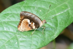 Euriphene gambiae