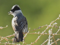 Xenopsaris albinucha