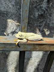 Boana xerophylla
