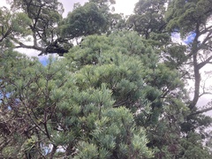 Afrocarpus falcatus