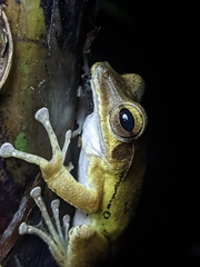 Polypedates occidentalis