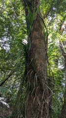 Freycinetia formosana
