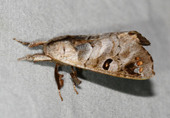 Pantelodes satellitia