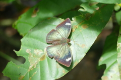 Bebearia barce maculata