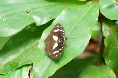 Aterica galene