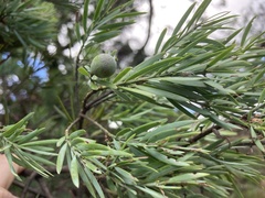 Afrocarpus falcatus