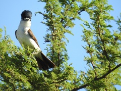 Xenopsaris albinucha