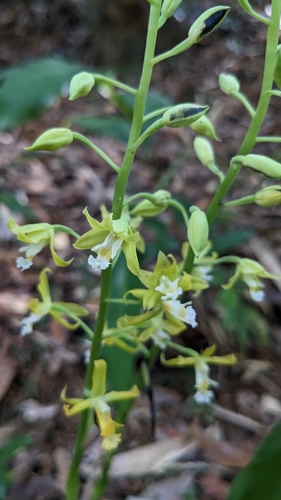 Calanthe obcordata, photograph 5