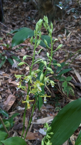 Calanthe obcordata, photograph 6