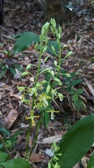 Cephalantheropsis obcordata