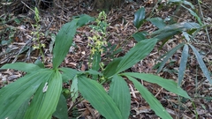 Cephalantheropsis obcordata