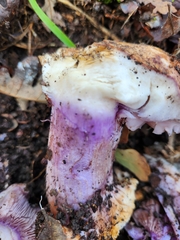 Cortinarius