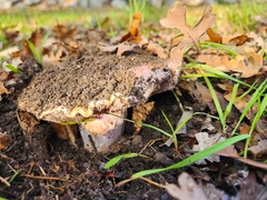 Cortinarius