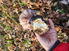 Cortinarius