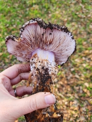 Cortinarius