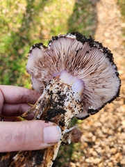 Cortinarius