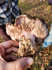 Cortinarius