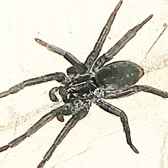 Sosippus mimus