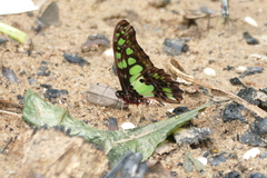 Graphium tynderaeus