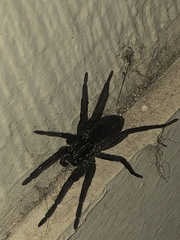 Sosippus mimus