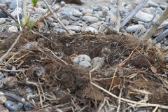 Larus argentatus mongolicus