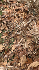 Chasmanthium latifolium