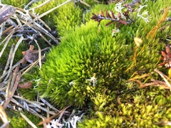 Campylopus introflexus