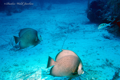 Pomacanthus arcuatus