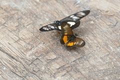 Acraea peneleos
