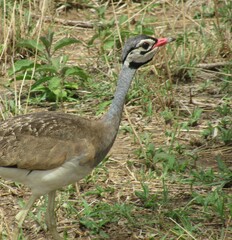 Eupodotis senegalensis
