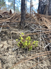 Euphorbia ipecacuanhae